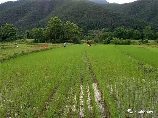 ချင်းပြည်နယ်တွင်စပါးဧက(၅၉၀၀၀)ကျော်စိုက်ပျိုး