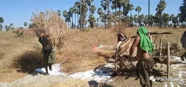 မုံရွာကုန်စည်ဒိုင်သို့ပဲတီစိမ်း၊နှမ်းအဝင်များ