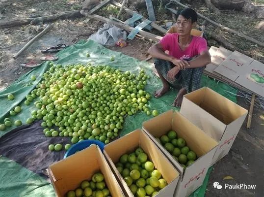 ရာသီပေါ်ဇီးသီးများပြည်တွင်းစျေးကွက်တွင် ဈေးကောင်းရ