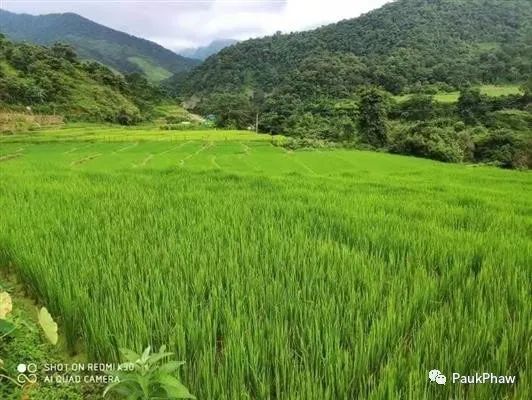 ချင်းပြည်နယ်တွင်စပါးဧက(၅၉၀၀၀)ကျော်စိုက်ပျိုး