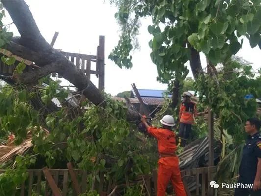 စစ်ကိုင်းမြို့တွင်လေပြင်းကြောင့်သစ်ပင်ကျိုးကျ