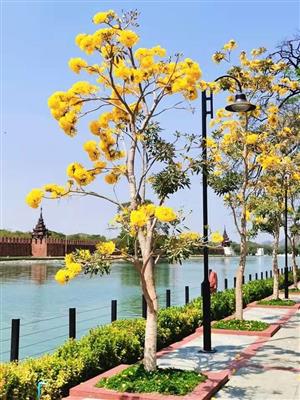 သပြေဘူတပင်နှင့်သပြေဘူတအဝါမျိုးစေ့အခမဲ့ပေးဝေမည်