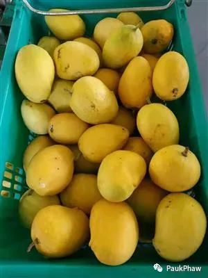 စိန်တလုံးသရက်စင်ကာပူနိုင်ငံသို့တင်ပို့လျက်ရှိ