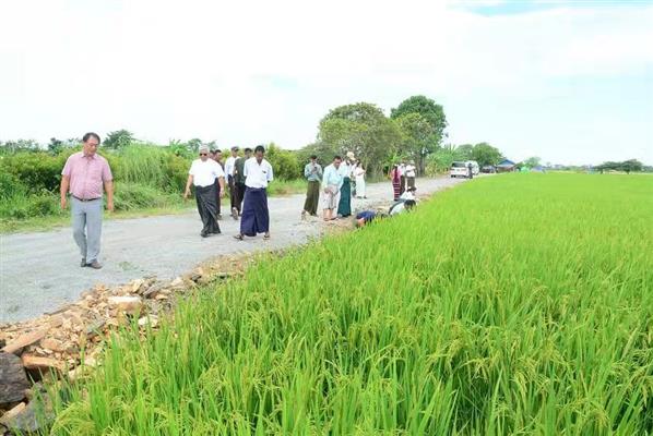 ပြည်ပဈေးကွက်တွင်ပါ ဈေးကောင်းရရှိလာသည့် GW-11 စပါးမျိုးကို တောင်သူများ စိုက်ပျိုးရန် စိတ်ဝင်စားလာ