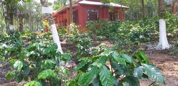 ကော်ဖီနည်းပညာဖွံ့ဖြိုးရေးခြံ ဥယျာဉ်အဖြစ်ဖွင့်လှစ်