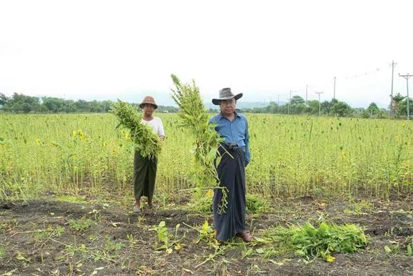 ပြည်တွင်းဆီထွက်သီးနှံများ ဈေးကောင်းနေခြင်းကြောင့် နွေစပါးအစား နွေနှမ်းစိုက်ပျိုးမှုများလာ