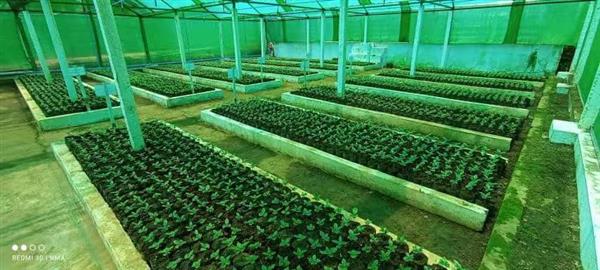 ကော်ဖီနည်းပညာဖွံ့ဖြိုးရေးခြံ ဥယျာဉ်အဖြစ်ဖွင့်လှစ်