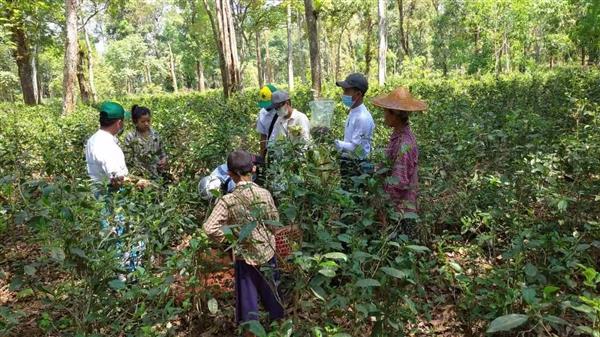 အာသံမျိုးလက်ဖက်စိုများစျေးကွက်သို့ပိုမိုရောင်းချ