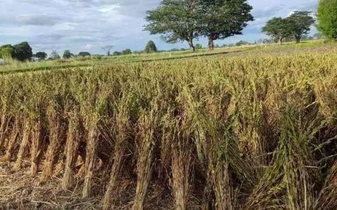မုံရွာကုန်စည်စျေးကွက်တွင်ဆီထွက်သီးနှံစျေးတက်
