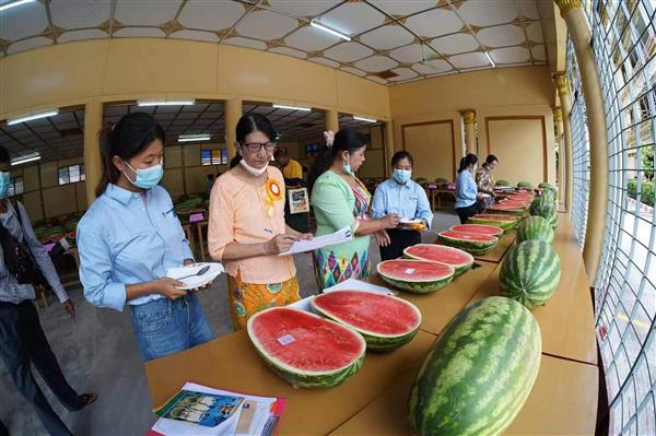 တရုတ်သို့တင်ပို့နေသည့် အိတ်စပို့ဖရဲသီးအလုံးကြီးမျိုးပြိုင်ပွဲ မန္တလေးမြို့တွင် ကျင်းပ