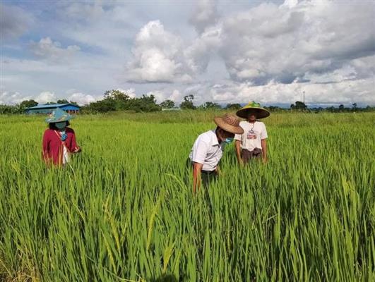 ကလေးမြို့ရှိမိုးစပါးစိုက်ခင်းဖြုတ်ပိုးများကျရောက်