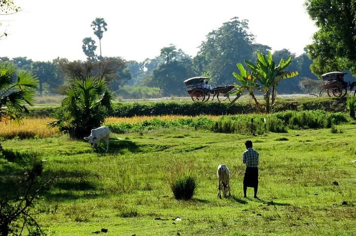 ဒါကအဝေးကြီးက  လာတဲ့ / အေးမြသော  ဆောင်းချဉ်းရာသီ