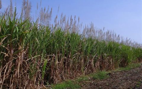 ကြံများ တရုတ်ဘက်တင်ပို့ရာတွင် Green Line ရရှိရန်လိုအပ်
