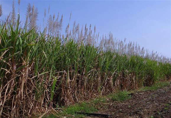 ကြံများ တရုတ်ဘက်တင်ပို့ရာတွင် Green Line ရရှိရန်လိုအပ်