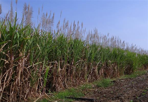 ကြံများ တရုတ်ဘက်တင်ပို့ရာတွင် Green Line ရရှိရန်လိုအပ်