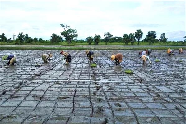 စပါးအစွမ်းဖွင့်စိုက်နည်းစနစ်ကို လိုက်နာစိုက်ပျိုးရန် တောင်သူများအားတိုက်တွန်း