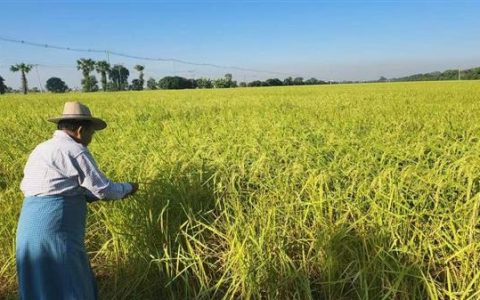 ဝယ်ယူမှုများလာခြင်းကြောင့်စပါးဈေးမြင့်တက်လာ