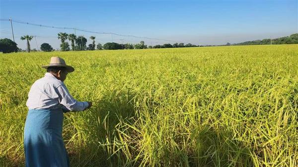 ဝယ်ယူမှုများလာခြင်းကြောင့်စပါးဈေးမြင့်တက်လာ