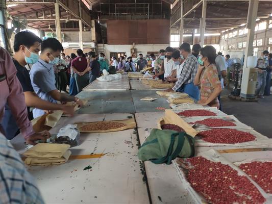 အသစ်ဝင်မတ်ပဲနှင့်ပဲစင်းငုံဈေးအနည်းငယ်ကျဆင်း