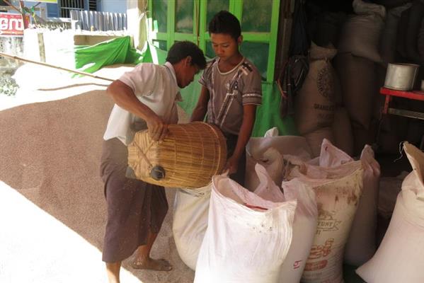 အသစ်ဝင်မတ်ပဲနှင့်ပဲစင်းငုံဈေးအနည်းငယ်ကျဆင်း