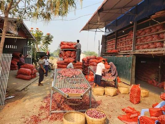 အရည်အသွေးကောင်း ကြက်သွန်နီများကို တရုတ်က ပုံမှန်အဝယ်ရှိ