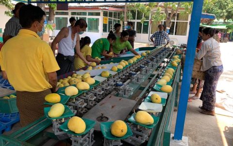 အိတ်စွပ်စိန်တလုံးသရက်သီးများဈေးကောင်းပေးဝယ်မည်