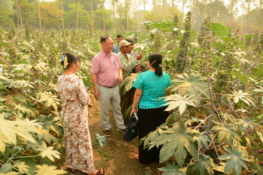 အစေ့ကြားကြက်ဆူစိုက်ပျိုးရန်တောင်သူများစိတ်ဝင်စား