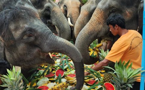 ကမ္ဘာ့ဆင်များနေ့အထိမ်းအမှတ်အဖြစ် ပလင်းကမ်းသာယာ ဆင်စခန်းတွင် ဆင်စာဘူဖေးကျွေး