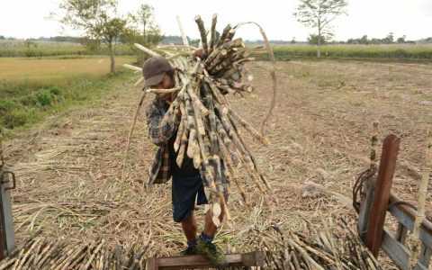 လာမည့်ကြံရာသီတွင် ဝယ်ဈေးတိုးမြှင့်ဝယ်ယူမည်ဟုဆို