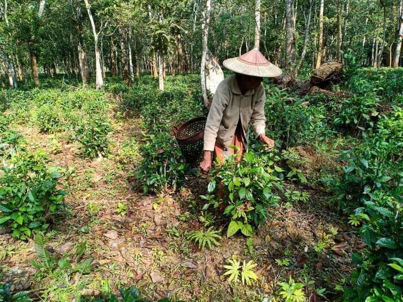 ခေါင်ခမ်းကျေးရွာထွက် လက်ဖက်စို၊ လက်ဖက်ခြောက်များ စက်အားဖြင့်ထုတ်လုပ်ရာတွင် လုပ်ငန်းပိုတွင်ကျယ်လာ