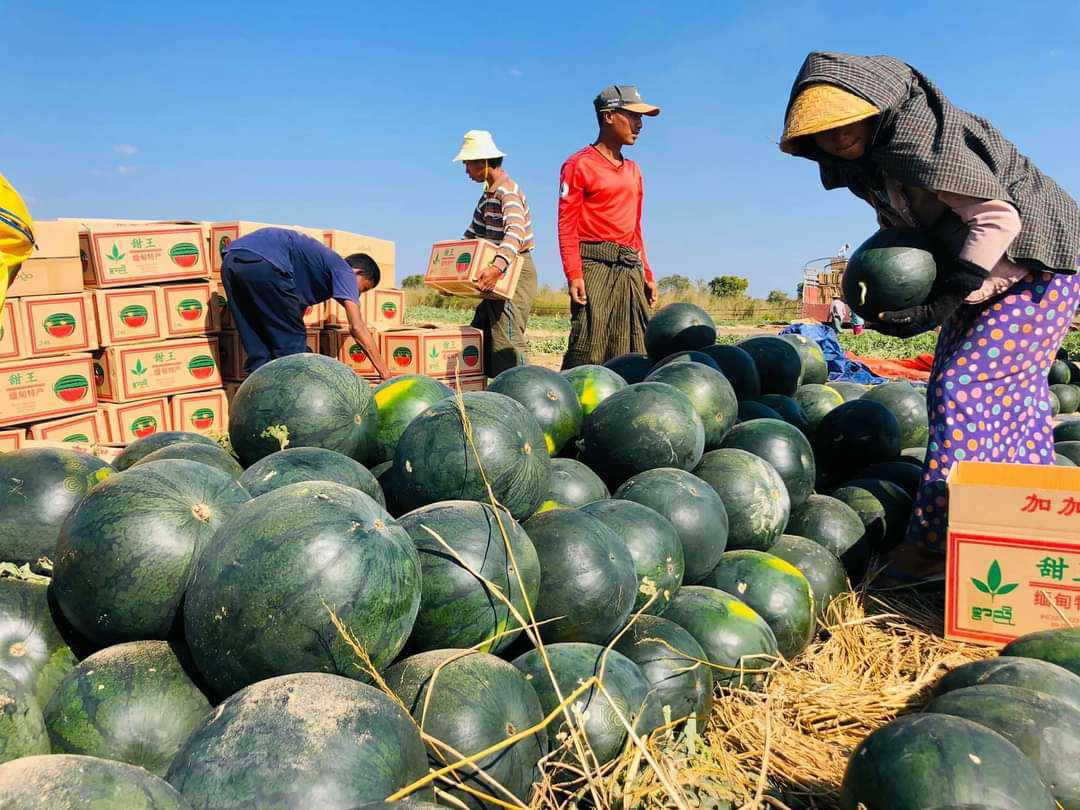 ယခုနှစ် ဩဂုတ်လကုန်ထိ တရုတ်နိုင်ငံသို့ ဖရဲသီးတန်ချိန် တစ်သိန်းကျော် တင်ပို့ခဲ့