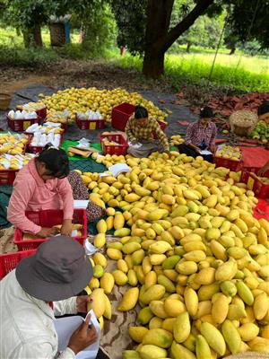 မြန်မာ့စိန်တလုံးသရက်သီး ပေါ်ဦးပေါ်ဖျား ဈေးကောင်းရရှိ