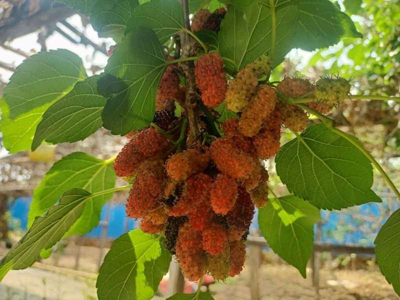 ကသာဒေသထွက် ပိုးဇာသီးများ လှိုင်လှိုင်ပေါ်